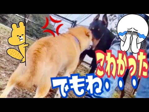 【柴犬 もみさん】(ドッグラン)ドーベルマン様の 優しさに気付く 犬♡ Shiba Inu Momisan knows the kindness of Doberman