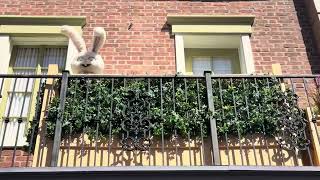 The Secret Life Of Pets Snowball The Bunny At Pets Place 9222025