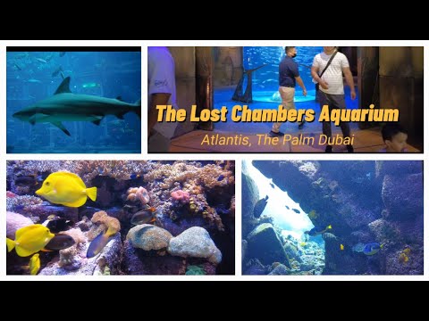 The Lost Chambers Aquarium at Atlantis The Palm Dubai #atlantisthepalm #dubai #youtubeviralvideo