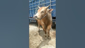 Sapi Moo, Suara Sapi, Sapi Lucu dan Pintar, Sapi Jumbo, sapi joget #lembu #shorts #cow #sapi