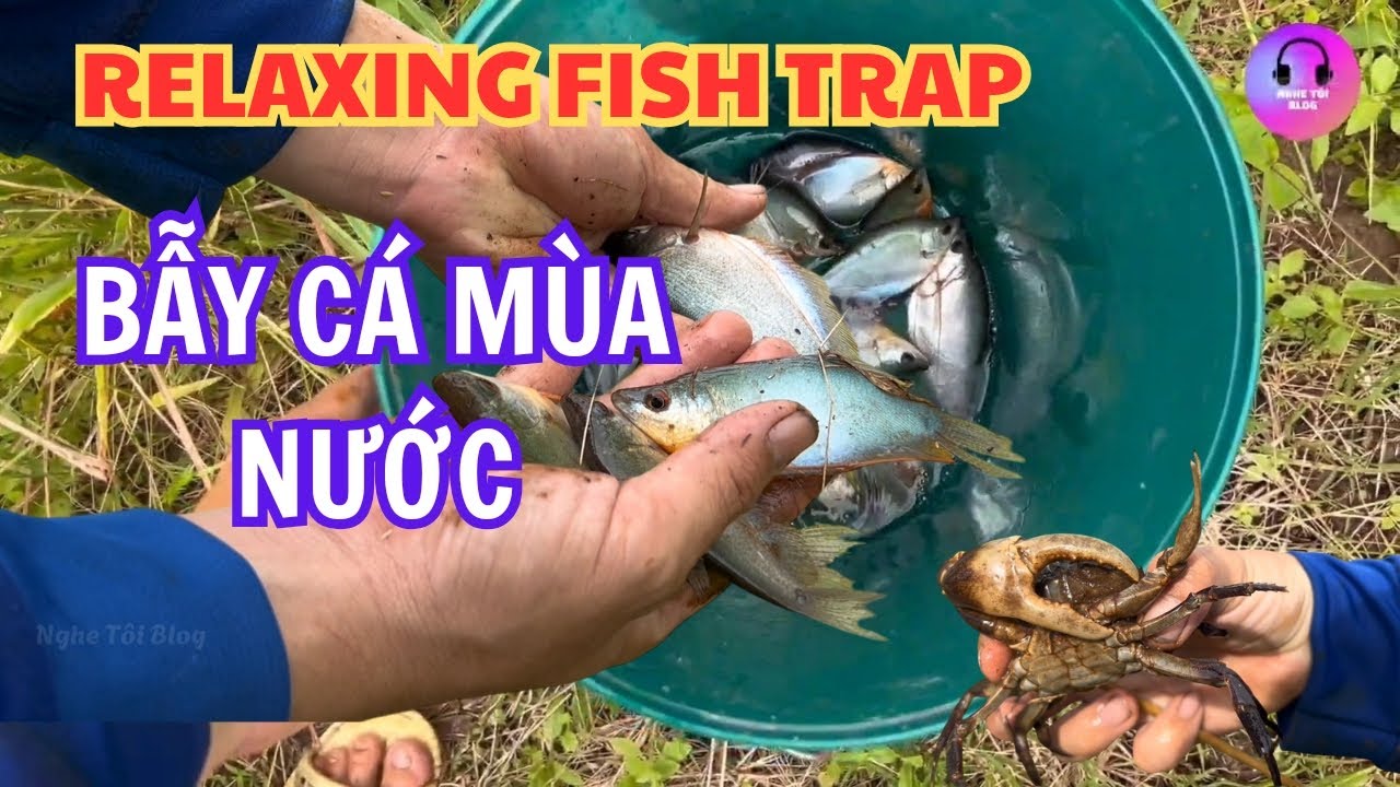 BẪY CÁ MÙA NƯỚC | RELAXING FISH TRAP | الاسترخاء فخ الأسماك