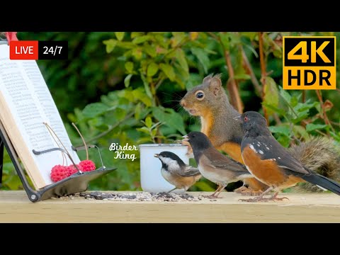 ๐ด 24/7 LIVE: Cat TV for Cats to Watch ๐บ Cute Birds, Squirrels and a Book. 4K Cat Games