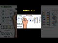 DNA Structure | EasyMedEdHub #shorts #cellbiology #biology #neet #science