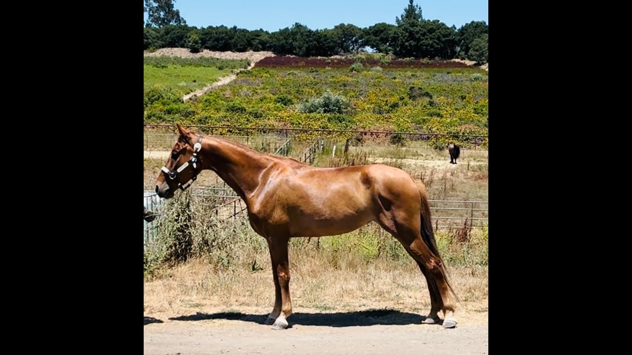 Gaited Horse For Sale Kentucky Mountain Horse Gaited Horse