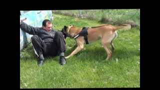 Doglandsportdog A'Tim - hidden sleeve bite work training