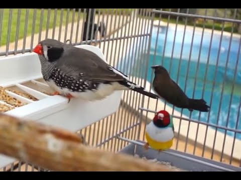 Video: ¿Qué tan frío pueden tolerar los pinzones cebra?