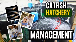 Catfish Hatchery Management & Broodstock Selection: Pro Tips for Maximum Survival & Growth!
