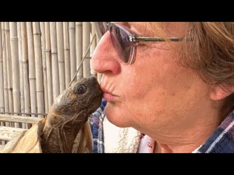 Video: Senior Sweetie Hodinky 375 Zvieratá Dostať Prijaté Kým Ona Stále čaká