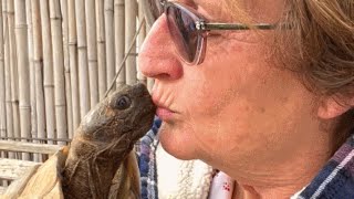 Woman's soulmate is a 60-year-old tortoise