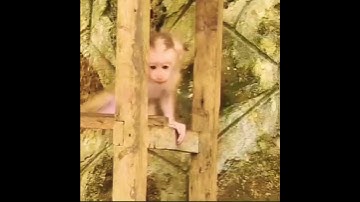 A Lot Of Baby Monkeys | Two Baby Monkeys Together #shorts #shortvideo #babymonkey #wildanimals