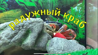 видео: РАДУЖНЫЙ КРАБ, ПАРНОЕ СОДЕРЖАНИЕ ИЛИ ВСЁ ЖЕ НЕТ? картинка: РАДУЖНЫЙ КРАБ, ПАРНОЕ СОДЕРЖАНИЕ ИЛИ ВСЁ ЖЕ НЕТ?