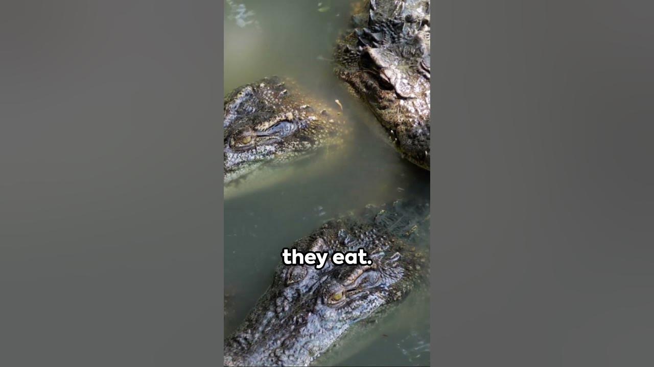 Croco-Trivia: Five Fun Facts about Crocodiles #shorts # #funfacts #