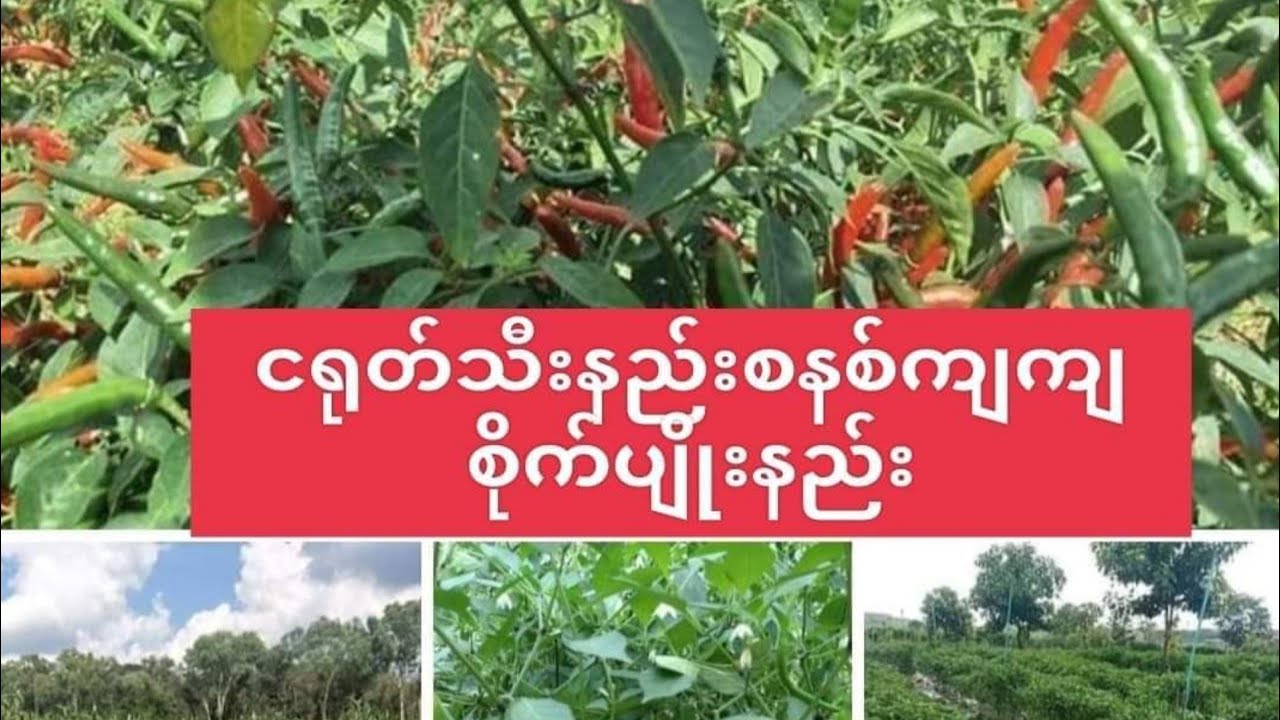 They will plant fruit trees around the houseအိမ်ဝန်းကျင်မှာသီးပင်စားပင