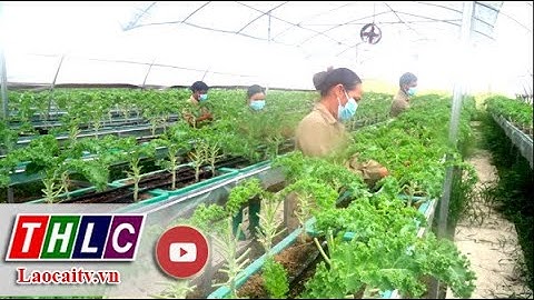 Bắc Hà đảm bảo quy trình sản xuất rau, quả sạch| THLC