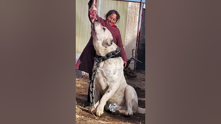 Le chien le plus grand du monde ?