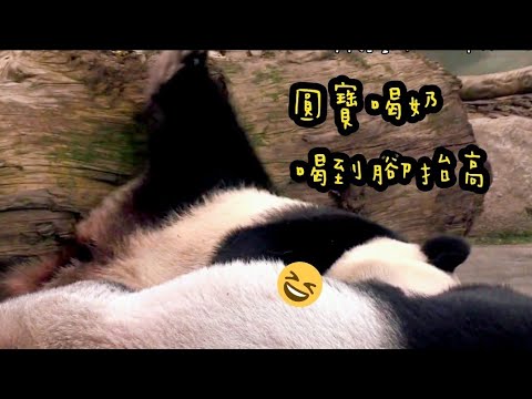 圓寶持續喝奶中……|熊貓貓熊The Giant Panda Yuan Yuan and Yuan Bao|台北市立動物園