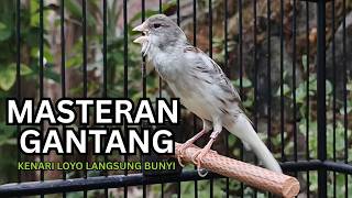 Download lagu Kenari Gacor Ngerol Sampai Tuntas – Cocok untuk Isian & Pancingan  Kenari PAUD AGAR BUNYi!!