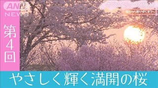 さくらニュース2022　～開花から散りゆくまで～　第4回「やさしく輝く満開の桜」(2022年4月3日)