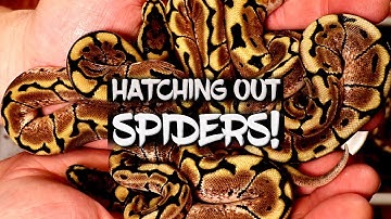 Hatching out Spider Ball Pythons!