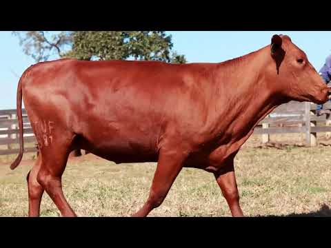 LOTE 29   TUF0881