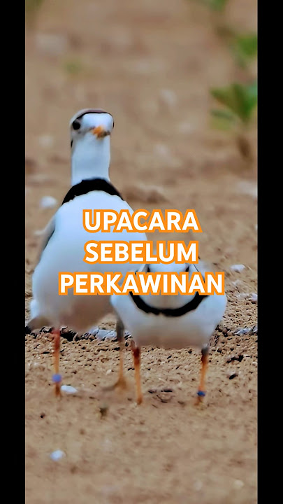 Perkawinan Burung #burung #birds #perkawinan #dagelan #animals #funny #funanimalvideos