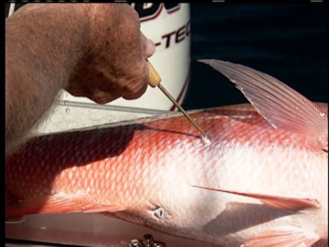 How To Properly Vent An Offshore Fish (With Capt. Dylan Hubbard) 