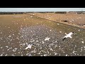 Flying with the snow geese.