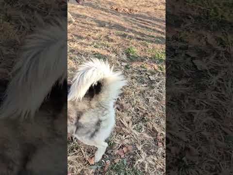 تامی نگران بوگی از هاپوبزرگ می ترسه دوست کمک شلتنا نزهه گربه  البرزخ هاپو