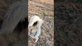 Download Lagu تامی نگران بوگی از هاپوبزرگ می‌ترسه #دوست #کمک #شلتنا #نزهه #گربه #pets #البرزخ #هاپو # MP3