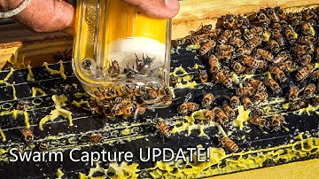 Complete Hive Inspection, Queen Bee Marking, Eggs, Larvae, Workers, Pollen, Honey Stores STORM SWARM
