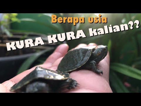 Video: Bagaimana untuk menentukan umur kura-kura darat? Dua cara mudah