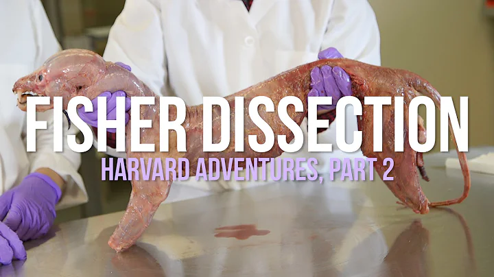 Fisher Dissection: Harvard Adventures, Part 2