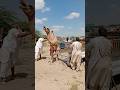 Village Men Loading Camel into Truck – Real Village Life Hard Work Scene