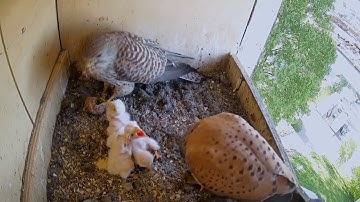8 mei 2020 | Beleef de Lente | Vroege Vogels