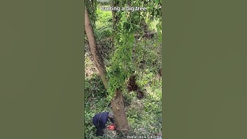 Cutting a big tree #shorts #treecutting  #cuttingatree #Surin #Thailand
