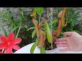 Orquídeas y otras Plantas: Plantas Carnívoras, Actualización Reproducción por esquejes y trasplante