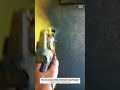Perfect Wall Spray Coating Technique | amazing Paint Finish #shorts #carpentry