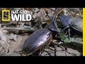 Hercules Beetle Battle | Wild Costa Rica
