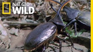 Hercules Beetle Battle | Wild Costa Rica