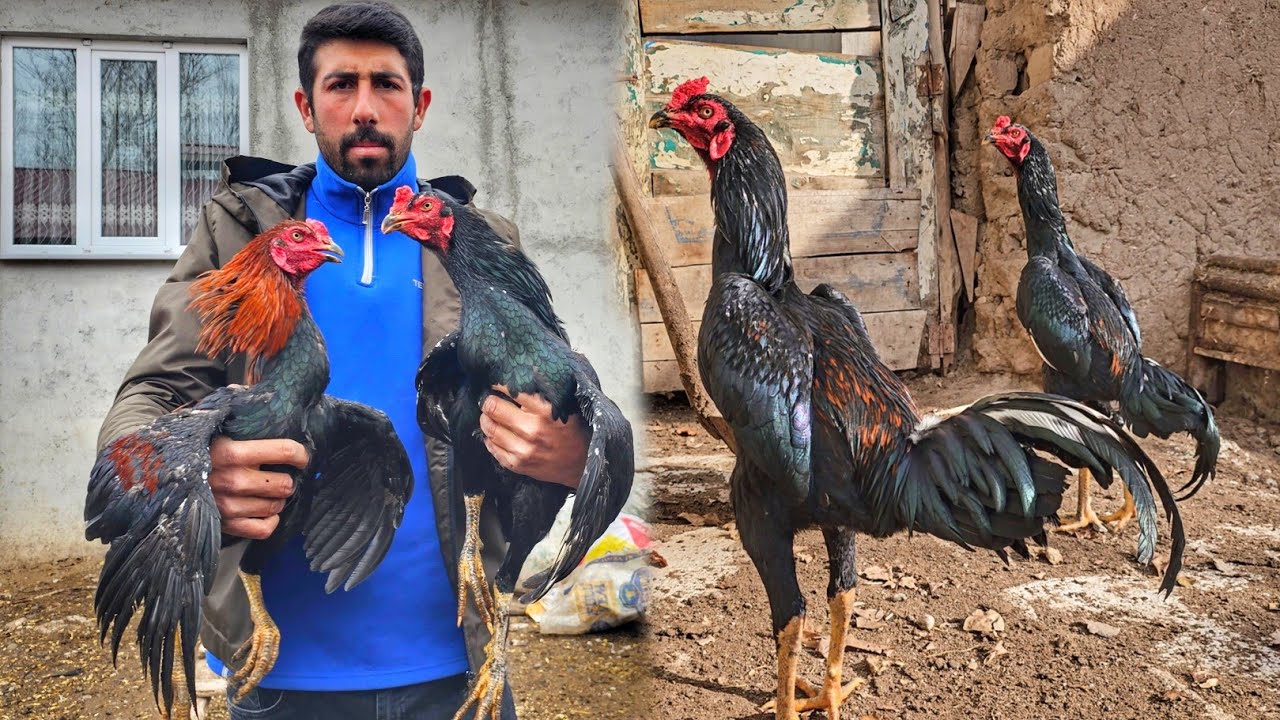 İKİ EZELİ DÜŞMAN ~İKİ KARDEŞ  ~ BOYKA YAVRULARI