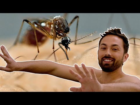 Video: Por Qué Pican Los Mosquitos