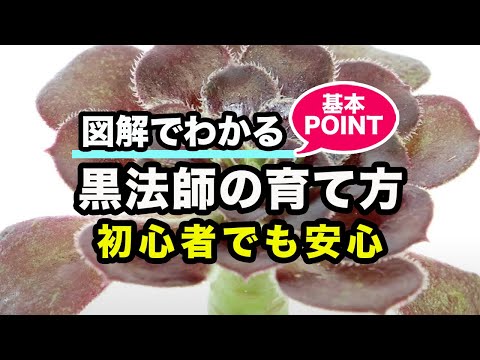 黑い多肉植物の育て方とコツ——ハロウィンに向けてダークカラーを引き出す方法
