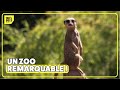 370 000 Visiteurs Par An Le Plus BEAU Zoo D Europe mp3