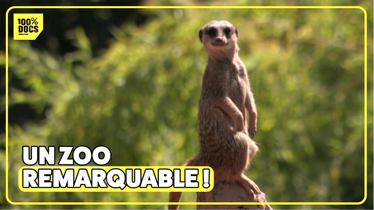 370 000 visiteurs par an : le plus BEAU zoo d'Europe !