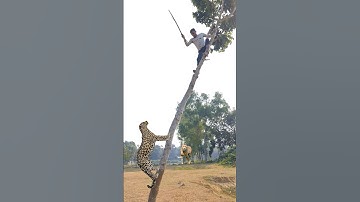 A leopard attacked the man in a tree in the village #vfx #shorts #leopard #wildlife #village #tiger
