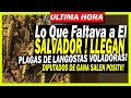 Ultima Hora: Plagas de Langostas Atac4n El Salvador ! Nayib Fue Sabio! - Noticias El Salvador