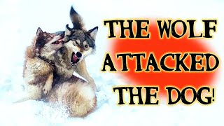 Tough showdown of a wolf and a husky! #wolf #dog #fight