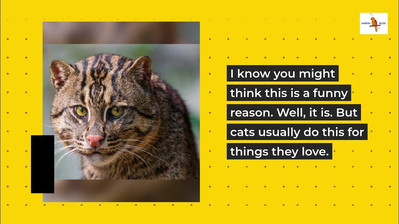 Why Does My Cat Bite My Nose? YouTube