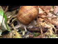 Snail eating in the rain - Улиточка