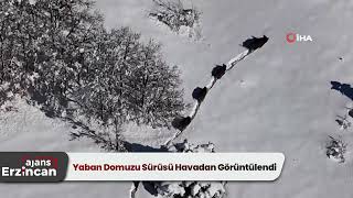 Yaban Domuzu Sürüsü Havadan Görüntülendi
